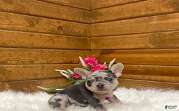 French Bulldog dogs for sale: Nila - Image 14