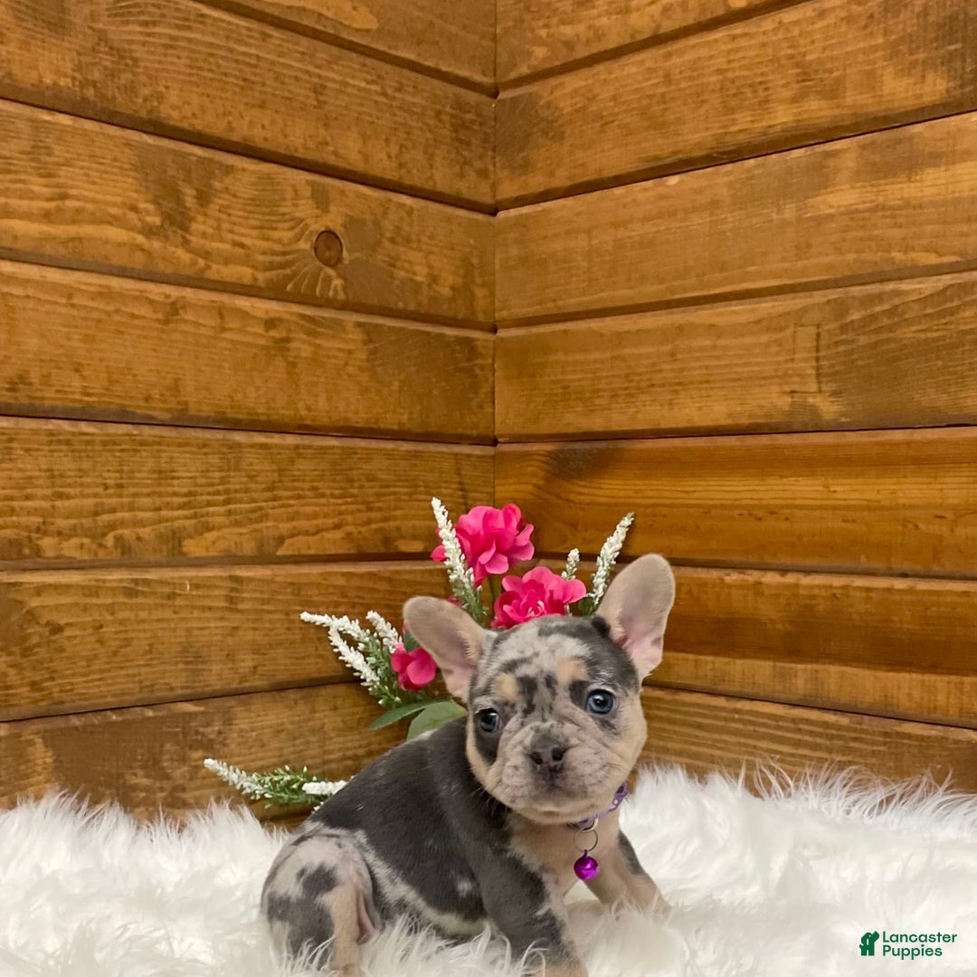 French Bulldog dogs for sale: Nila - Image 14