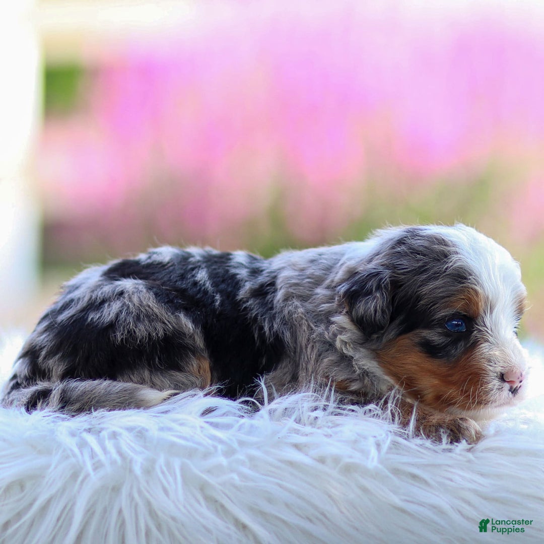 Mini Bernedoodle dogs for sale: Maya - Image 5