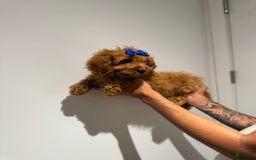 Cavapoo dogs for sale: Susie - Image 1