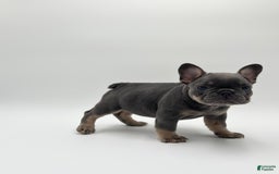 French Bulldog dogs for sale: Toronto - Image 2