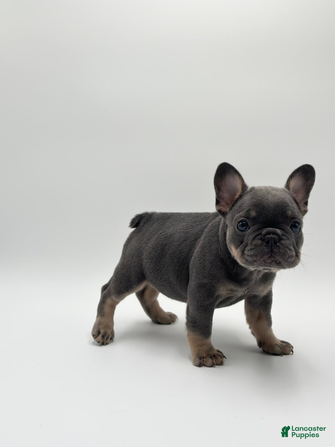 French Bulldog dogs for sale: Toronto - Image 2