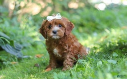 Cavapoo dogs for sale: Dolly - Image 8