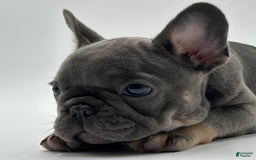 French Bulldog dogs for sale: Winni - Image 6
