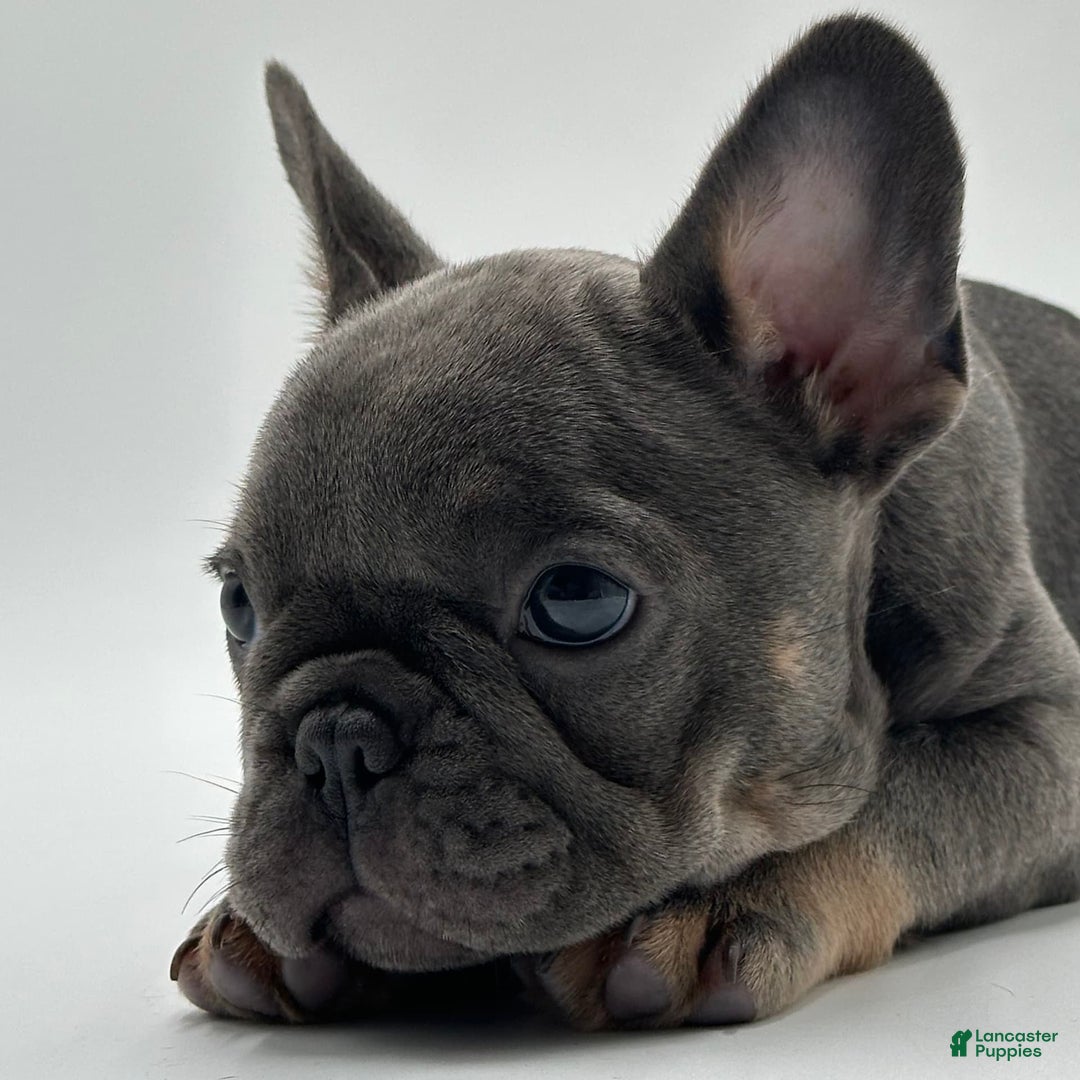 French Bulldog dogs for sale: Winni - Image 6