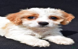 Cavachon dogs for sale: Blossom - Image 1