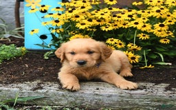 Golden Retriever dogs for sale: Fido - Image 1