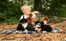 Mini Aussiedoodle dogs for sale: Holland - Image 3