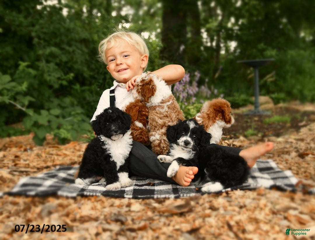 Mini Aussiedoodle dogs for sale: Holland - Image 3