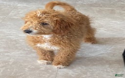 Mini Goldendoodle dogs for sale: Jack - Image 1