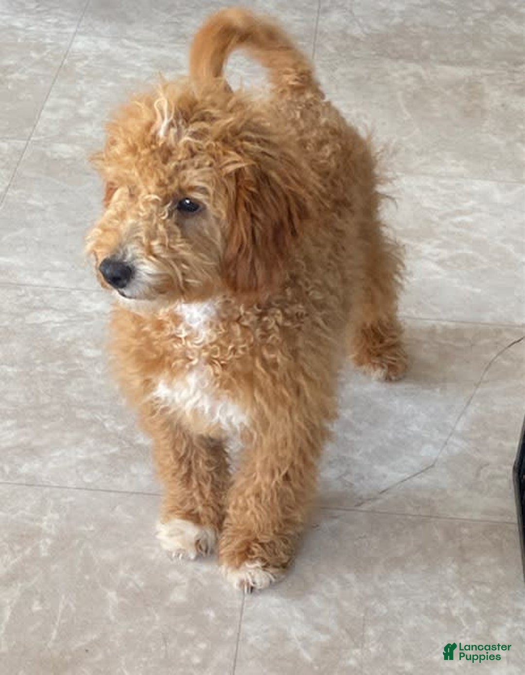 Mini Goldendoodle dogs for sale: Jack - Image 1