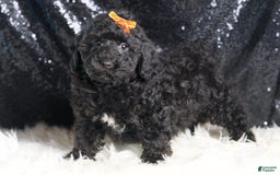 Toy Poodle dogs for sale: Romeo - Image 3