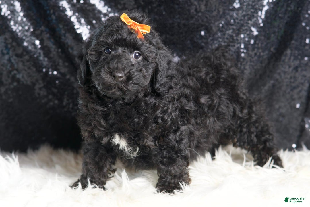 Toy Poodle dogs for sale: Romeo - Image 3