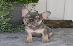 French Bulldog dogs for sale: Millie - Image 4