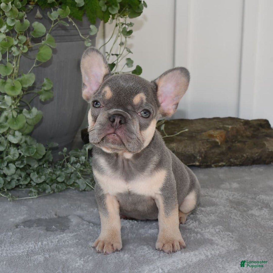French Bulldog dogs for sale: Millie - Image 4