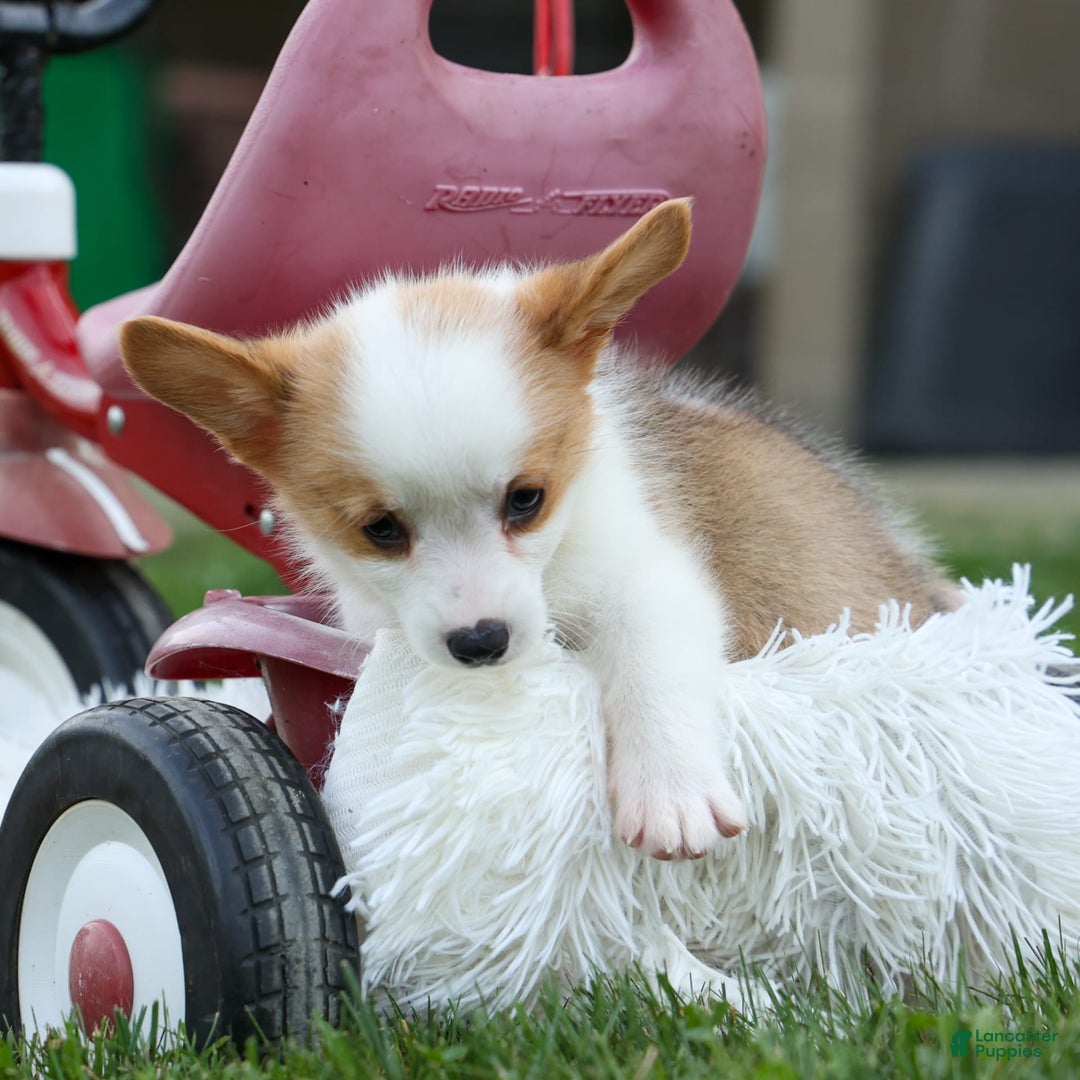 Welsh Corgi Pembroke dogs for sale: Welsh Corgi (Pembroke) 5 puppies - Image 11