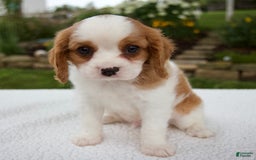 Cavalier King Charles Spaniel dogs for sale: Cavalier King Charles Spaniel 3 puppies - Image 11