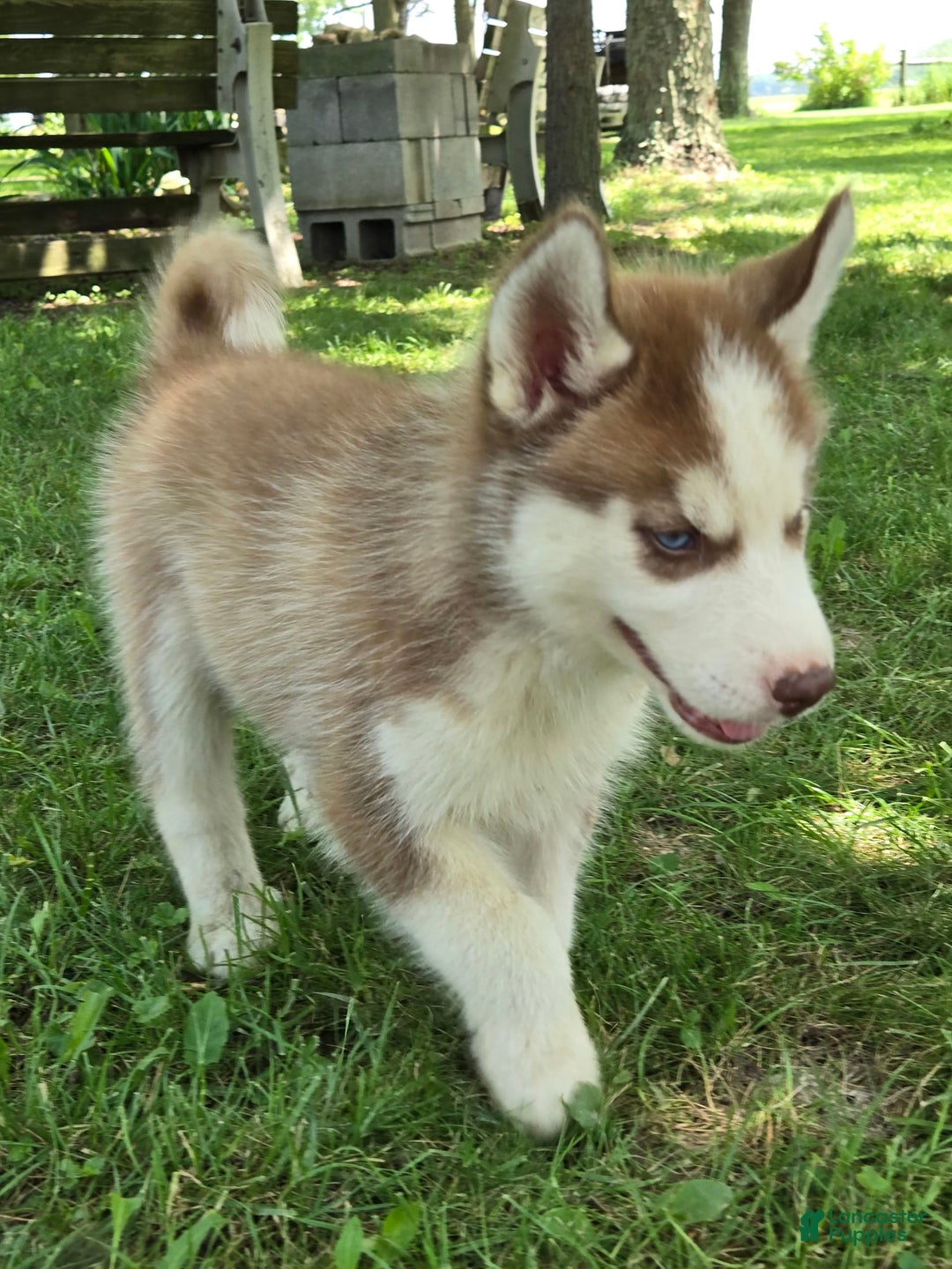 Siberian Husky dogs for sale: Briar - Image 8