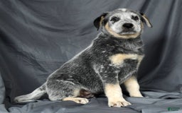 Australian Cattle Dog dogs for sale: Mike - Image 6