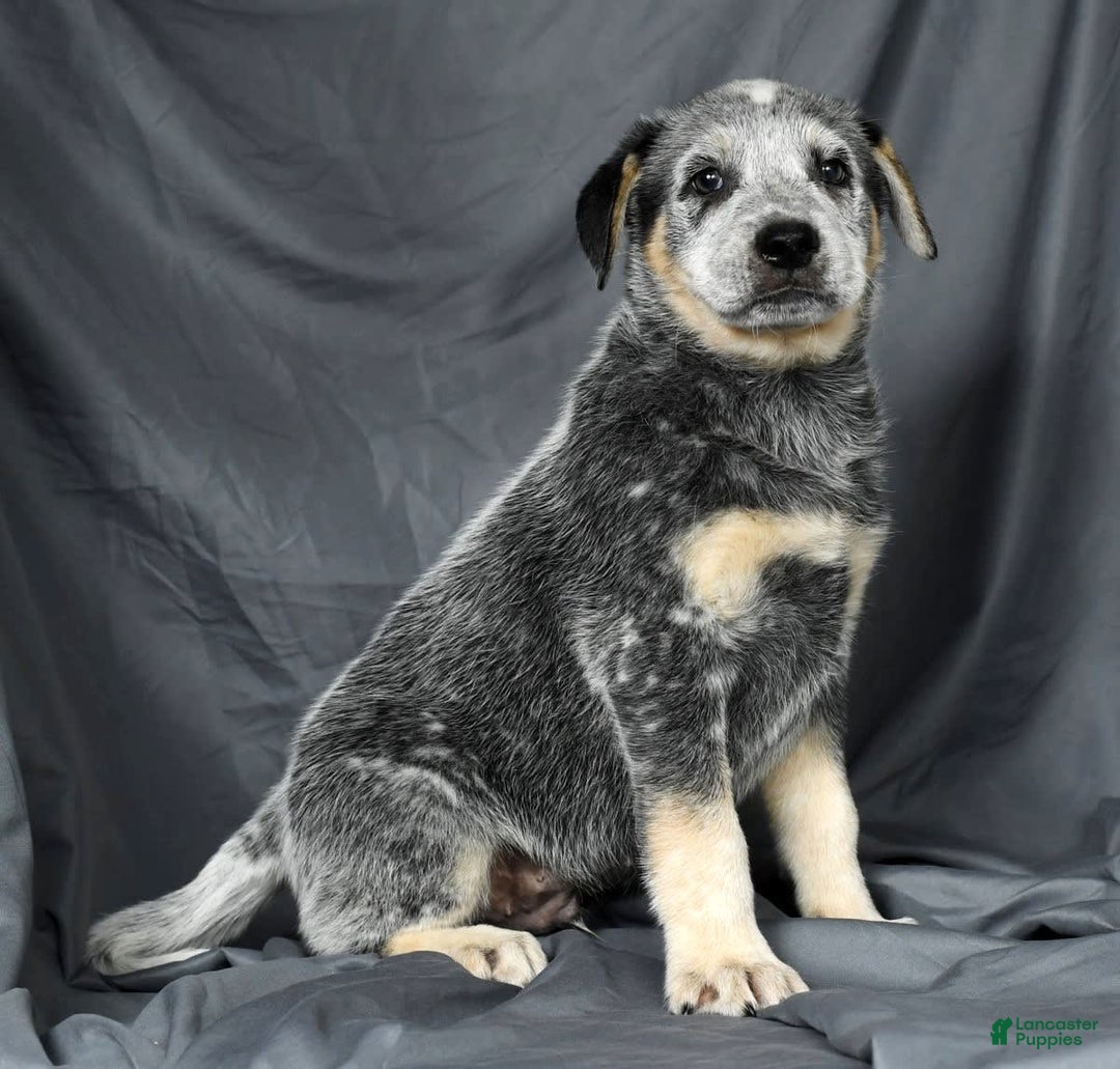 Australian Cattle Dog dogs for sale: Mike - Image 6