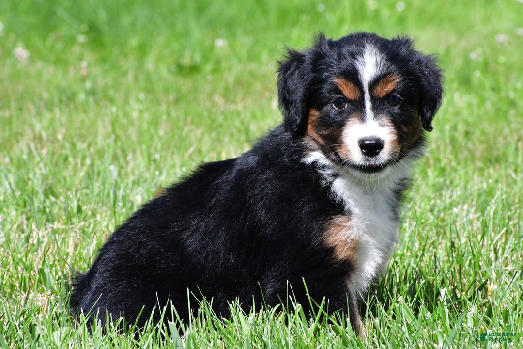 Miniature Australian Shepherd dogs for sale: Nicholas - Image 8