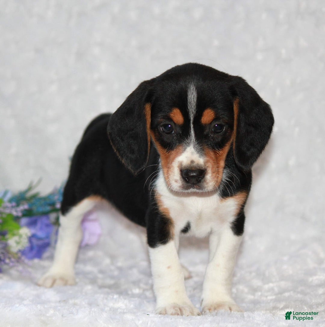 Beagle dogs for sale: Whitley - Image 2