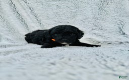 Toy Poodle dogs for sale: Pure Breed Toy Poodle Girl - Image 3