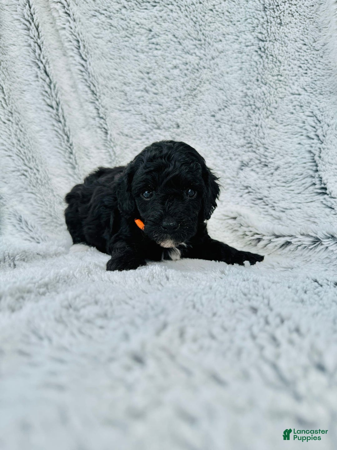 Toy Poodle dogs for sale: Pure Breed Toy Poodle Girl - Image 3