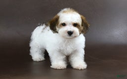 Yorkiepoo dogs for sale: Leo - Image 7