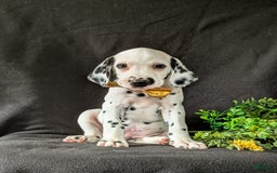 Dalmatian dogs for sale: Larenzo - Image 7