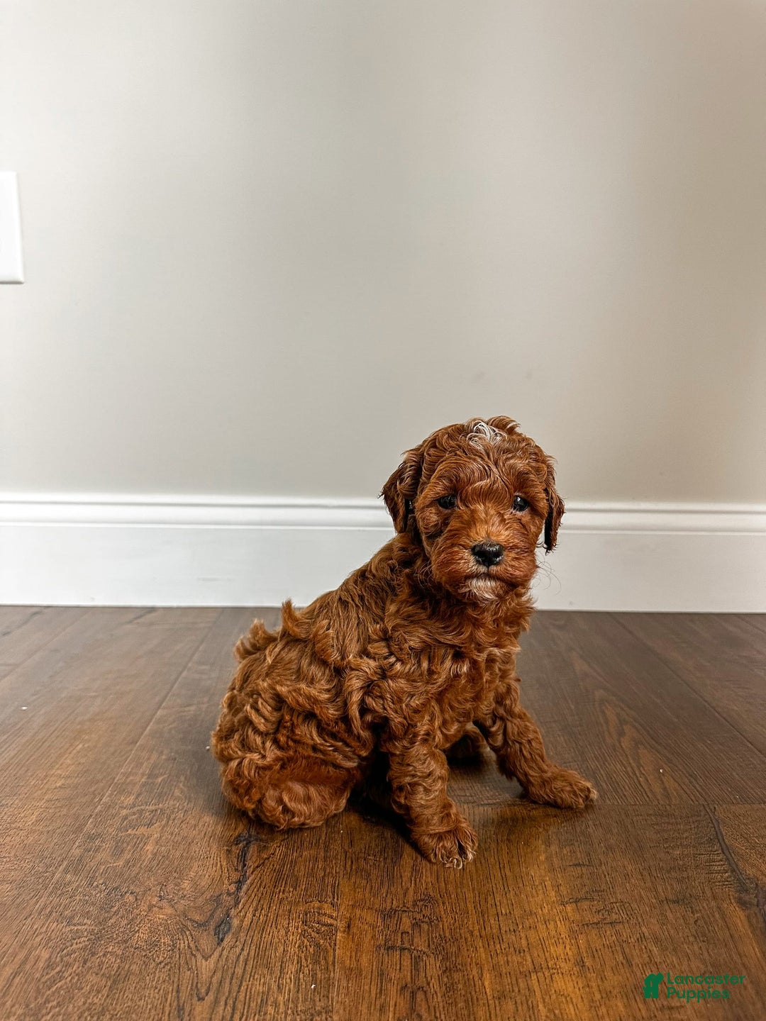 Mini Goldendoodle dogs for sale: Rosco - Image 5