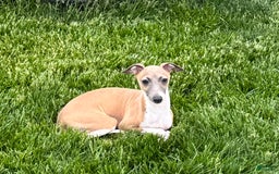 Italian Greyhound dogs for sale: Gerald - Image 10