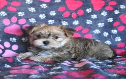 Morkie dogs for sale: Murphy - Image 1