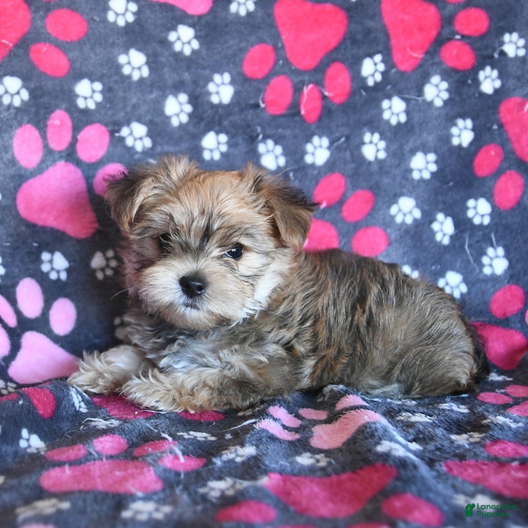 Morkie dogs for sale: Murphy - Image 1