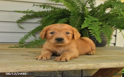 Golden Retriever dogs for sale: Marty - Image 1