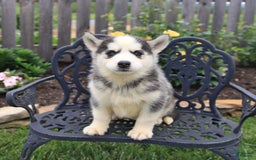 Siberian Husky dogs for sale: Sophie - Image 1