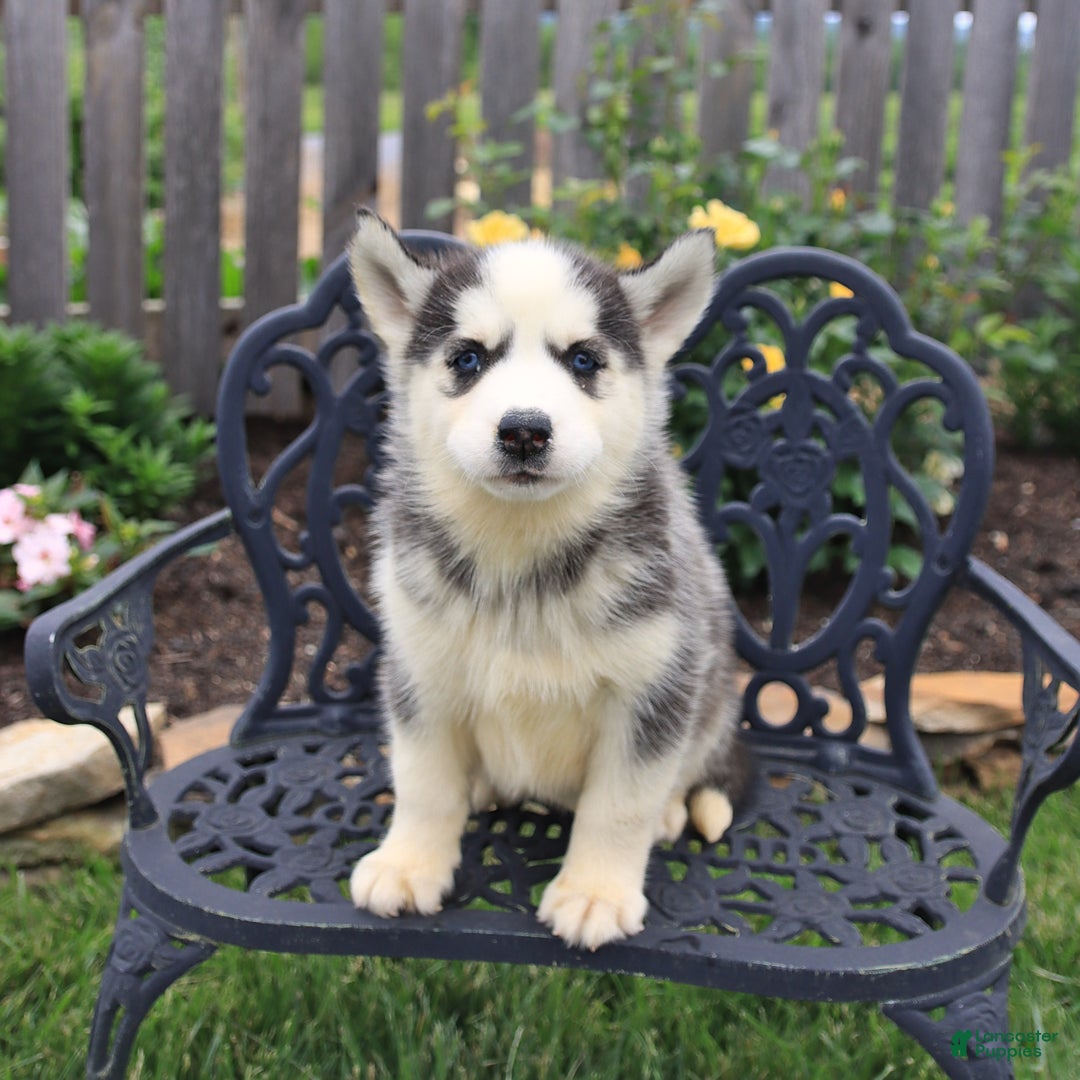 Siberian Husky dogs for sale: Sophie - Image 1