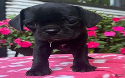 Puggle dogs for sale: Elsa - Image 7