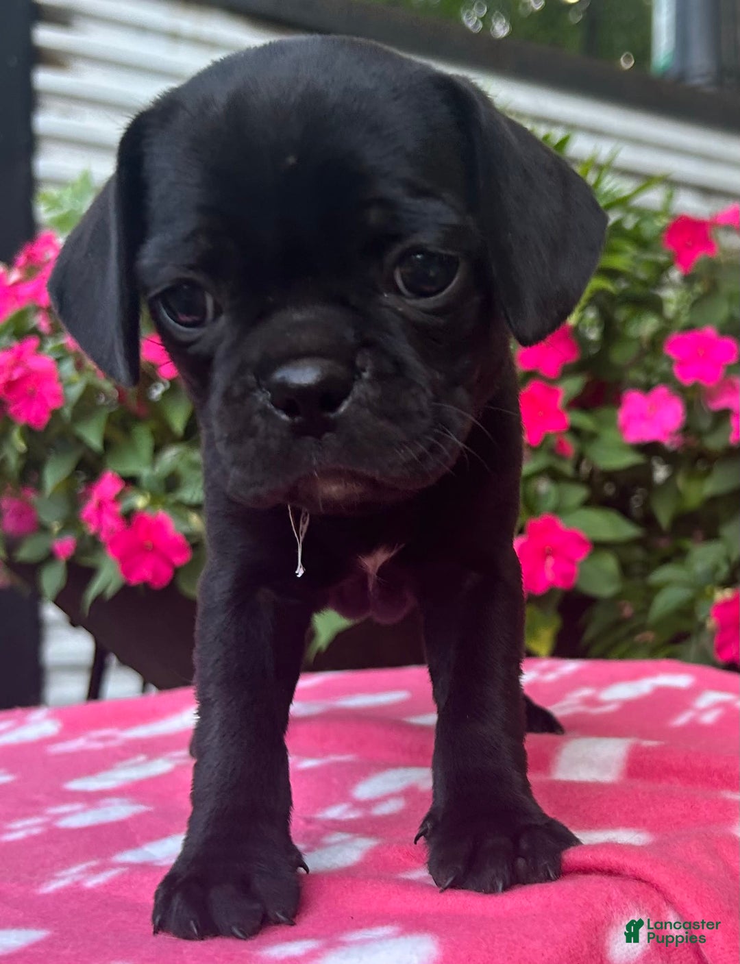Puggle dogs for sale: Elsa - Image 7