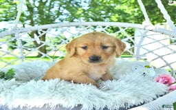 Golden Retriever dogs for sale: Addelyn - Image 18
