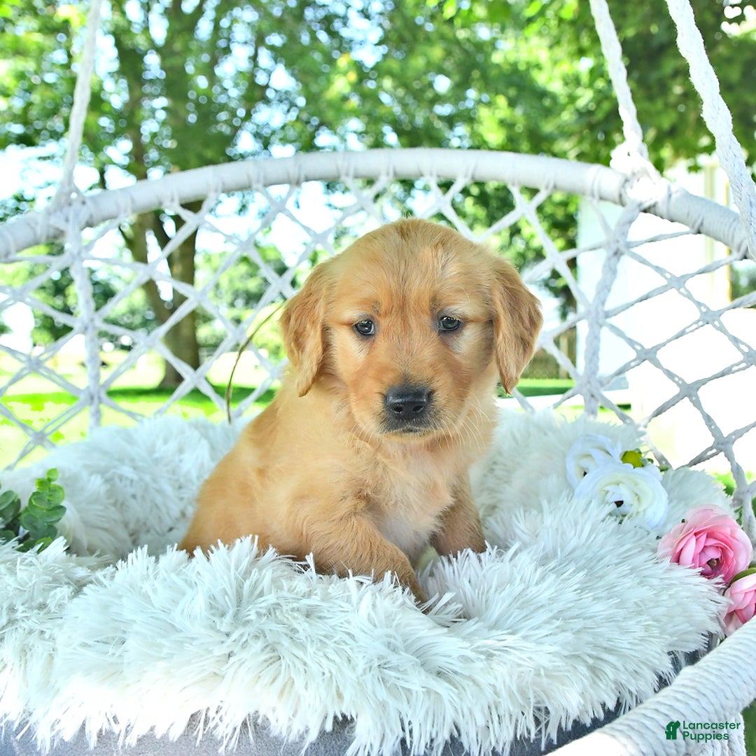 Golden Retriever dogs for sale: Addelyn - Image 18
