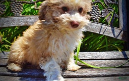 Havapoo dogs for sale: Webster - Image 18