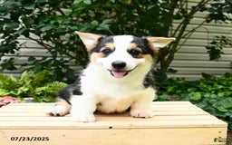Welsh Corgi Pembroke dogs for sale: Casper - Image 9