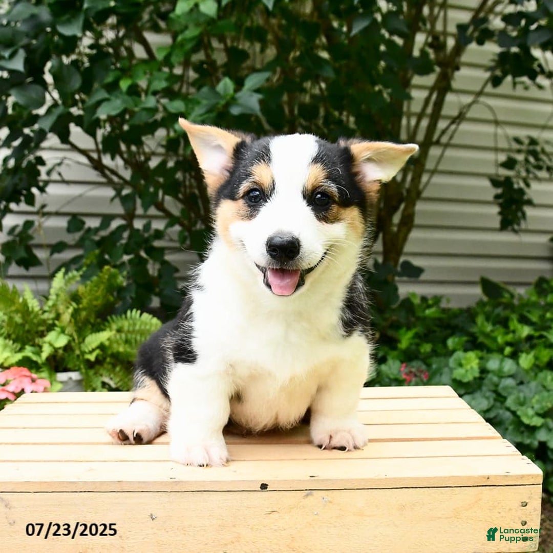 Welsh Corgi Pembroke dogs for sale: Casper - Image 9