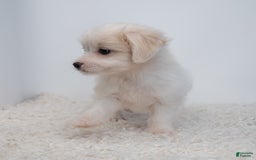 Maltipoo dogs for sale: Timothy - Image 10