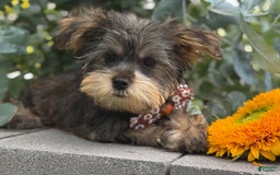 Yorkshire Terrier dogs for sale: Baxter - Image 1