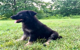 German Shepherd dogs for sale: Liberty - Image 13