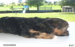 Yorkiepoo dogs for sale: Sammy - Image 8
