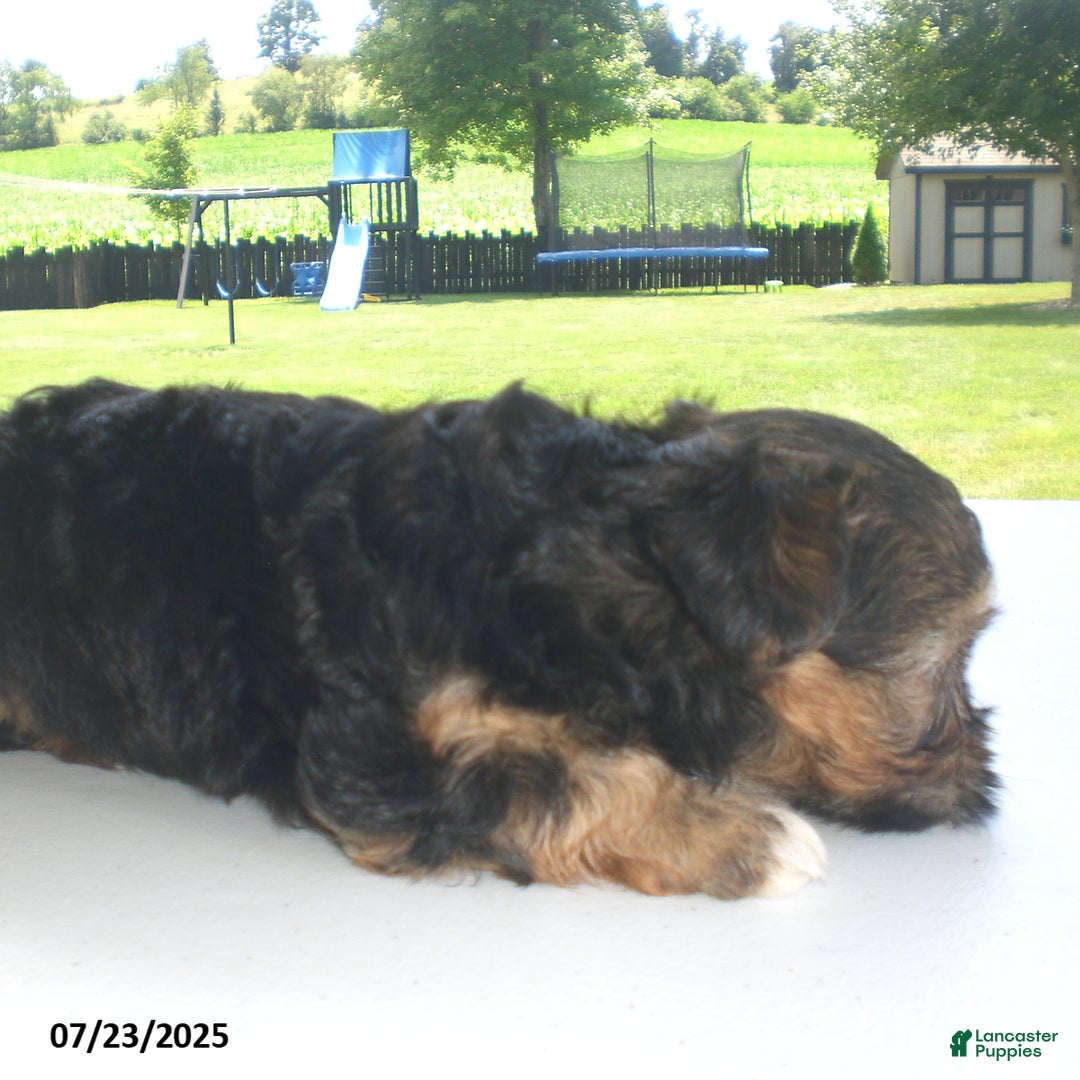 Yorkiepoo dogs for sale: Sammy - Image 8
