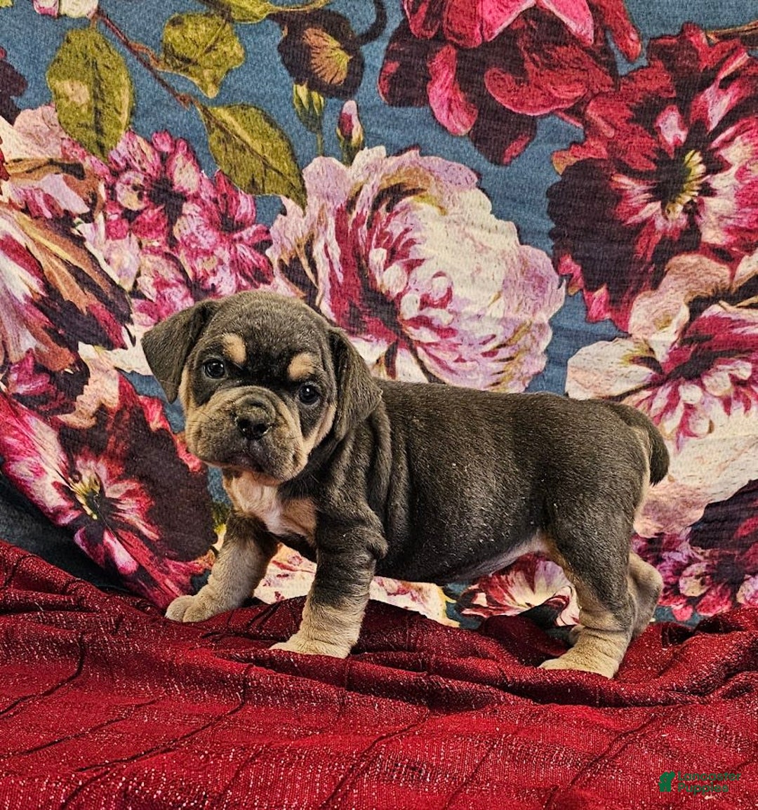 English Bulldog dogs for sale: Lava Filly - Image 4
